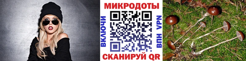 Псилоцибиновые грибы Psilocybe Десногорск